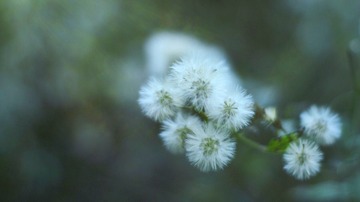 Optional("5A646074-19F9-45FF-A900-58C2F9C1F52A/L0/001")