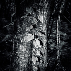 L1012878