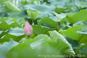 小图_MG_1492.jpg
