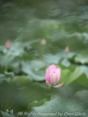 小图_MG_1504.jpg