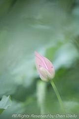 小图_MG_1519.jpg