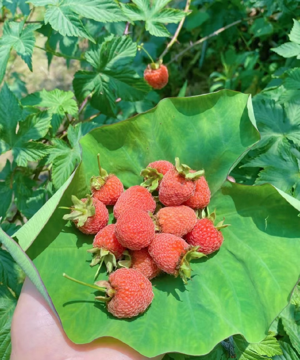 小时候染红嘴的野果子它有一个好听的名字叫覆盆子