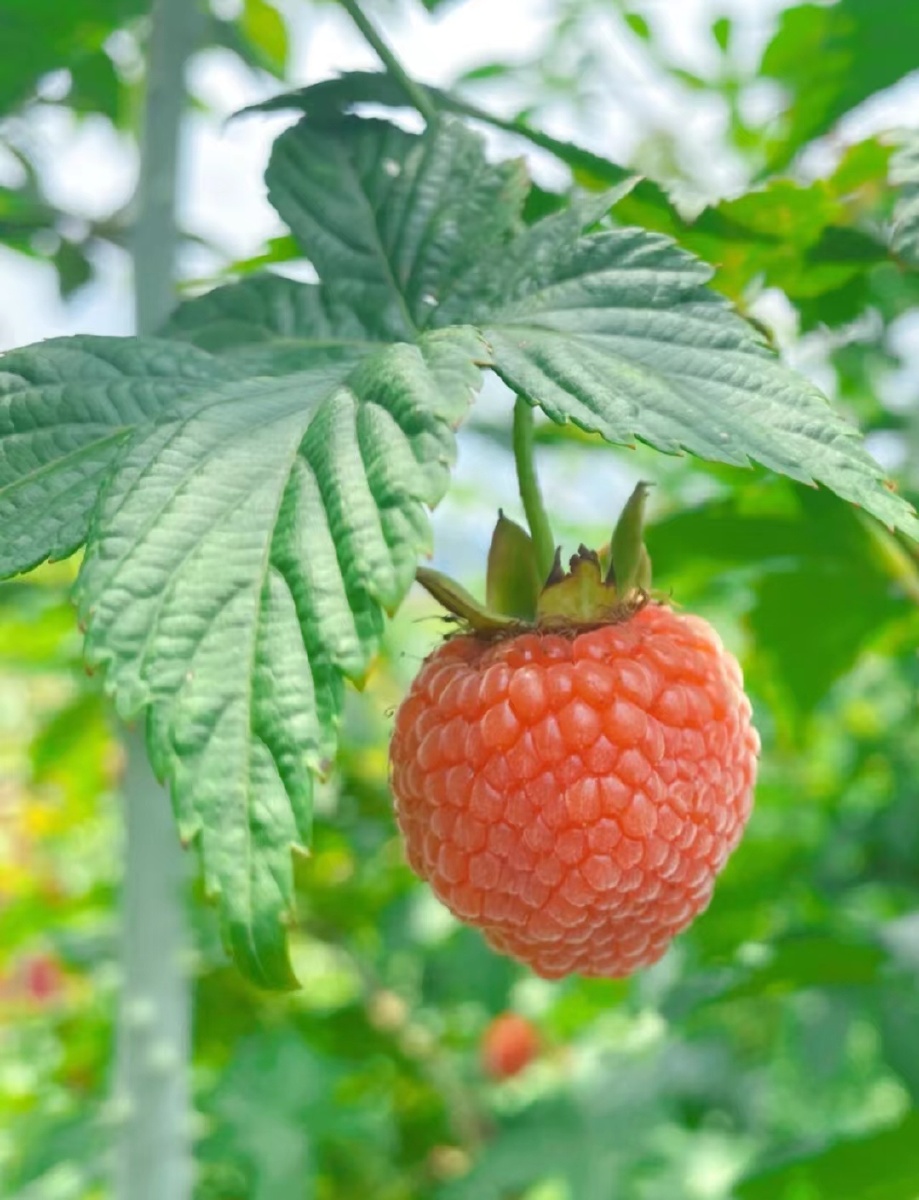 小时候染红嘴的野果子它有一个好听的名字叫覆盆子