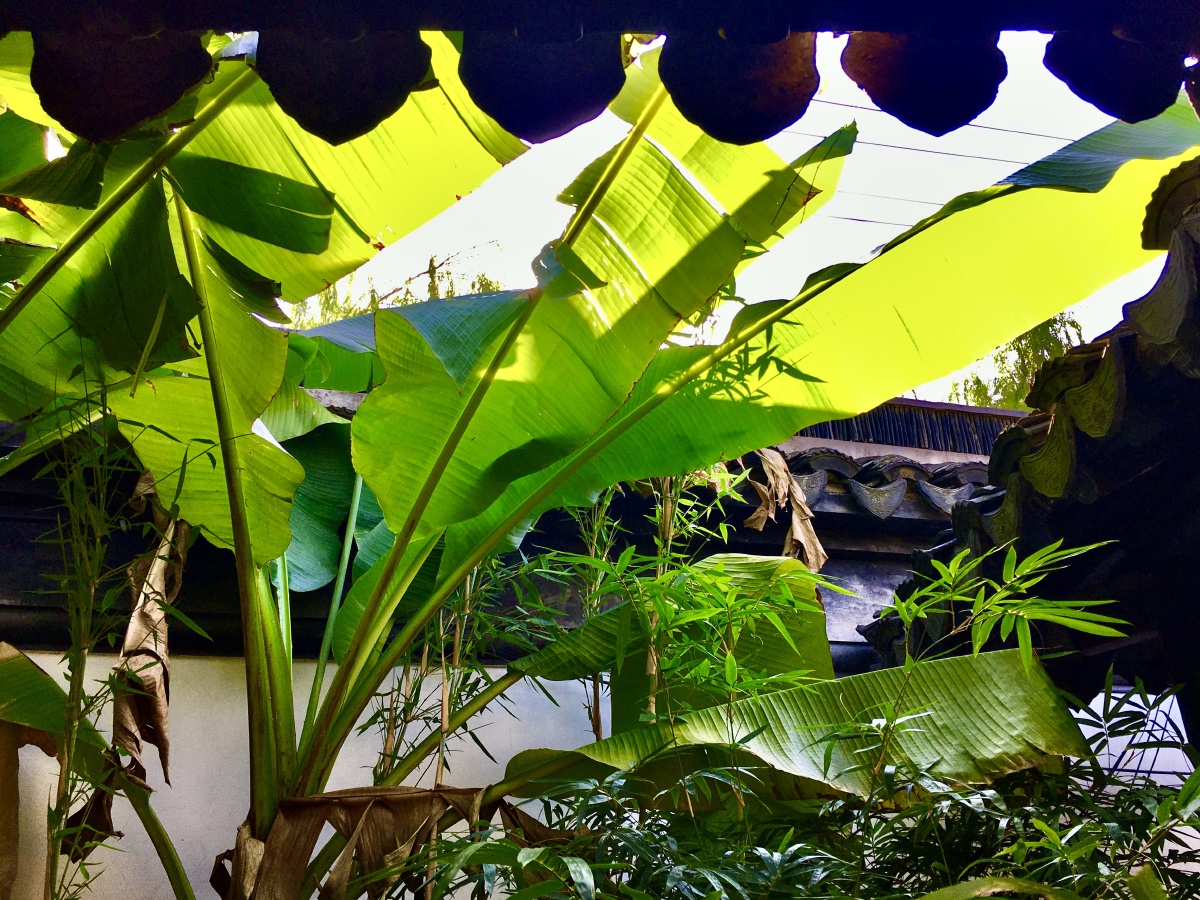 庭院芭蕉 - 湖城 - 图虫