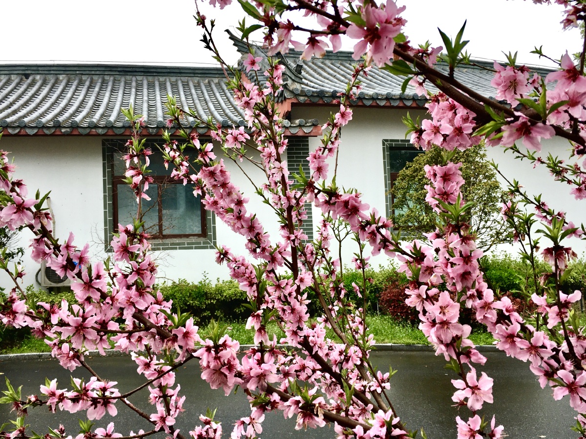 窗外桃花三两枝