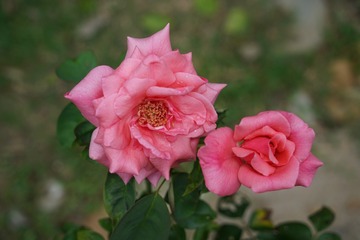 GUO00871