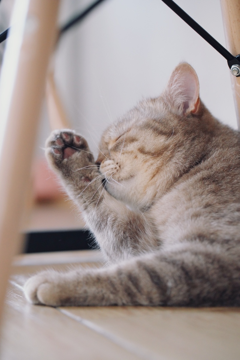 我家哑铃小猫咪