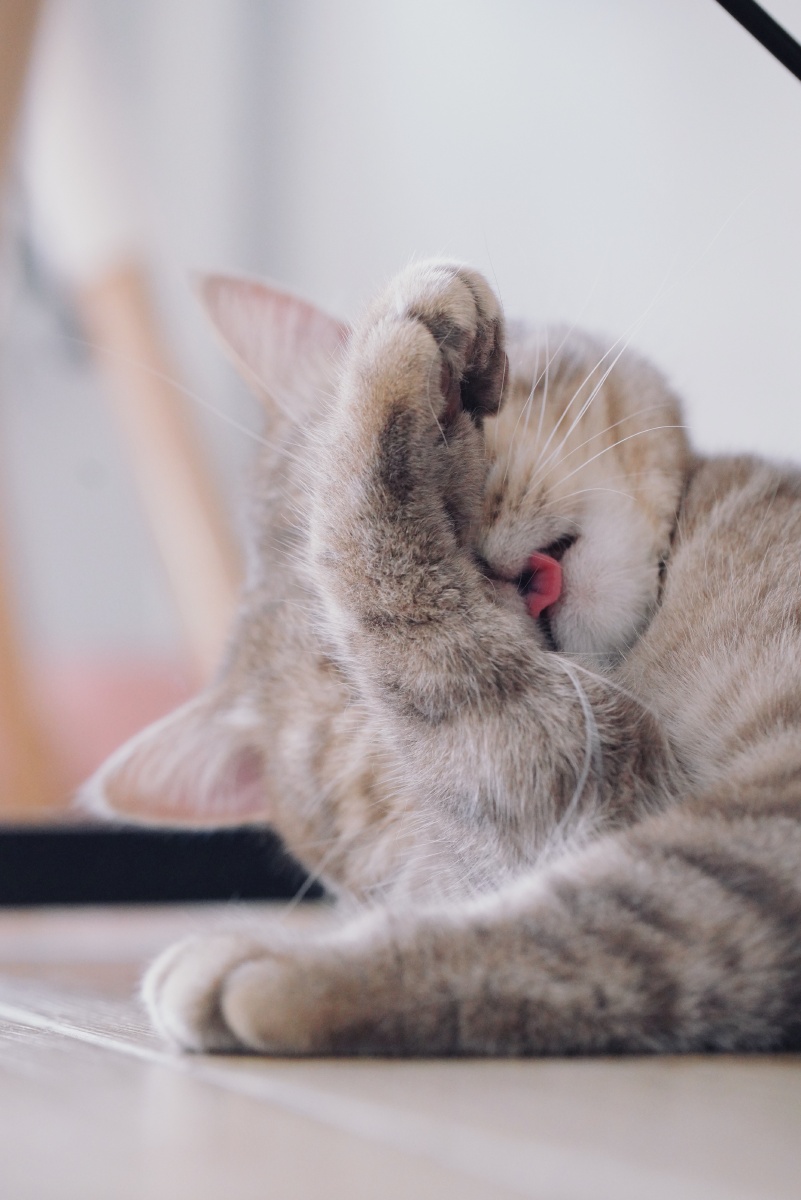 我家哑铃小猫咪