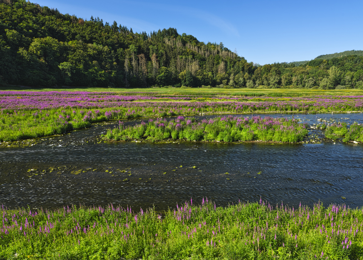 XF厂沛纳海682 复刻P.9010机芯 - 金诚表行 - 
