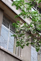 窗