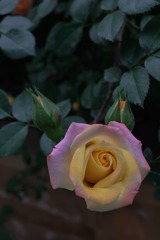 855FA3EE-2015-490E-8777-A5EEE28AF5F1/L0/001