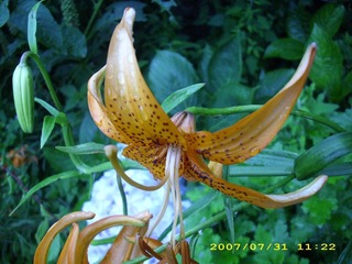 DSCI0593.JPG