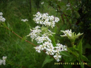 DSCI0597.JPG