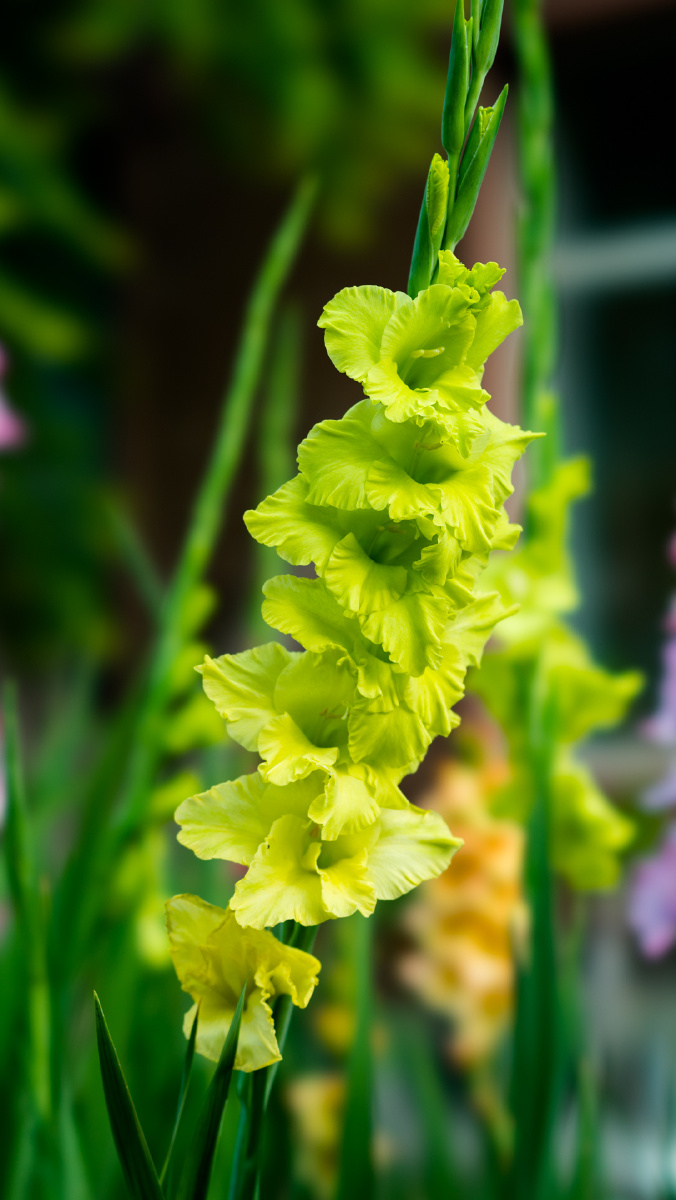 小院里的唐菖蒲