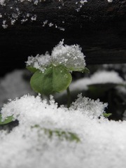 雪