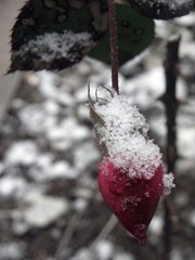 雪