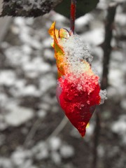 雪
