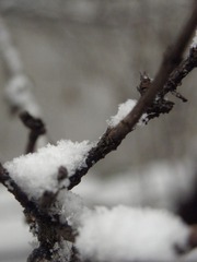 雪