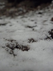 雪
