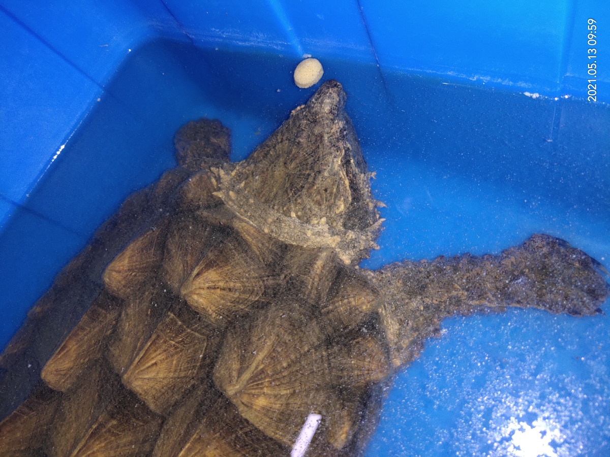 家养大鳄龟已经长7斤5两呢