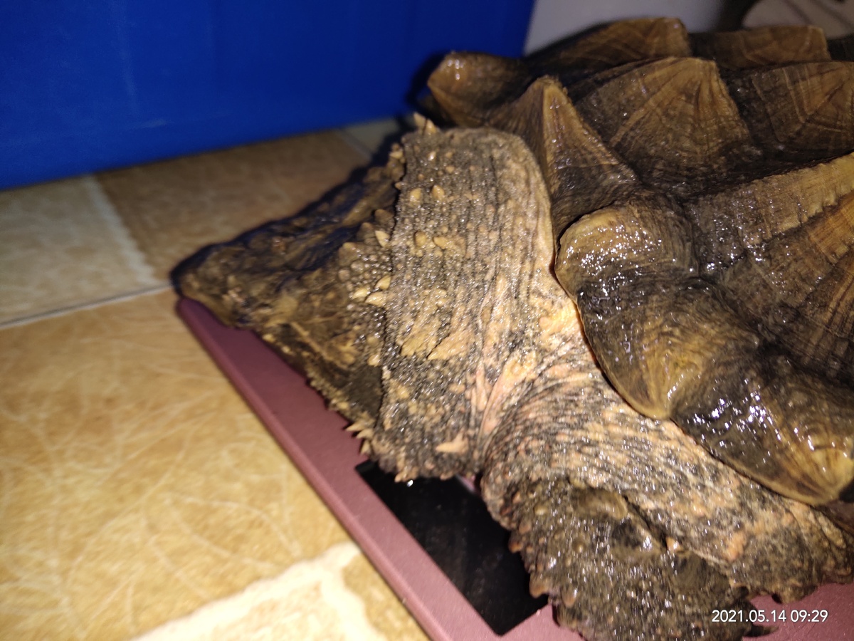 家养大鳄龟已经长7斤5两呢