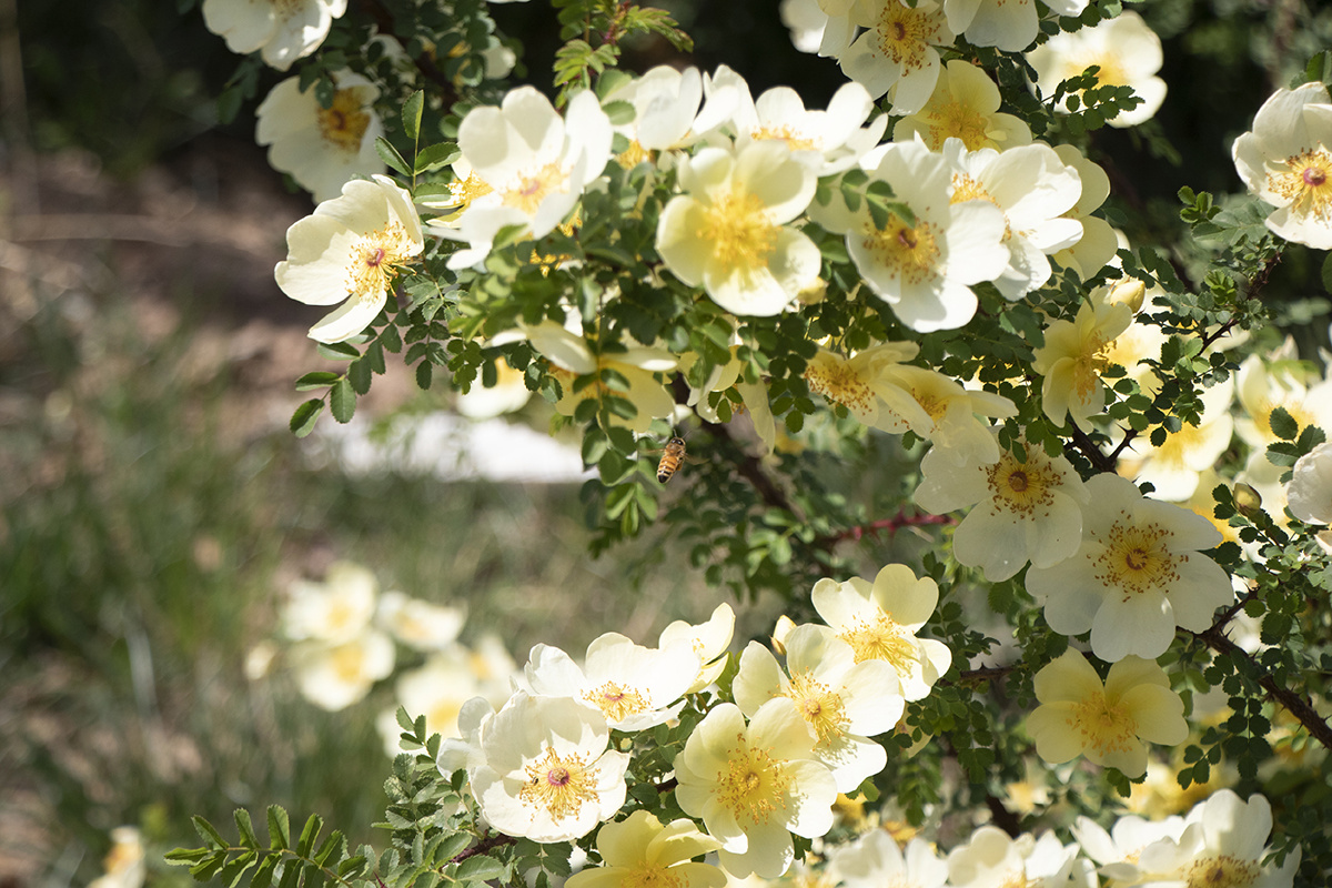 黄刺玫花簇 - 月亮树上有只大马猴 - 图虫