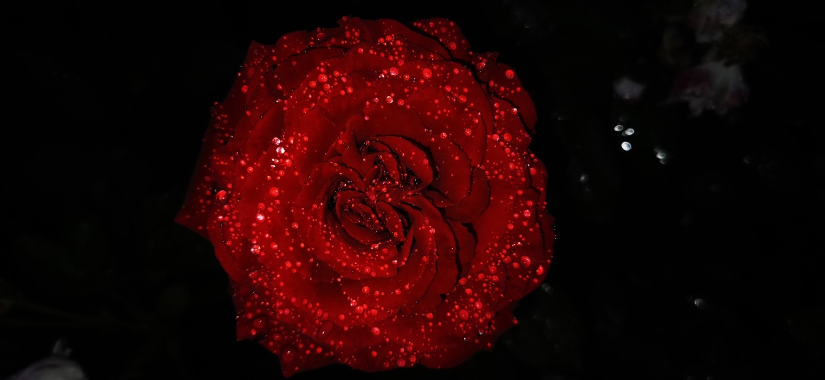 雨后深夜的玫瑰花