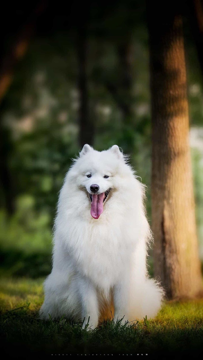 好漂亮的的狗子72