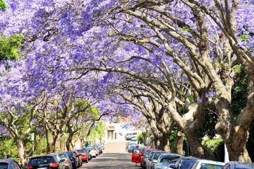 Jacaranda across Sydney 9.jpg