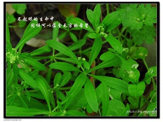 #P1080077.jpg