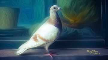 鸽子.jpg