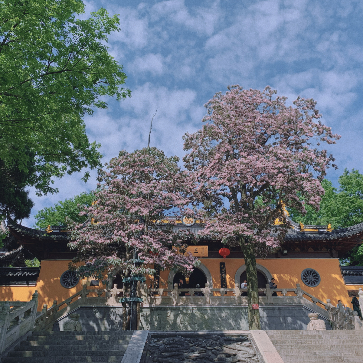 常熟三峰寺的楸树