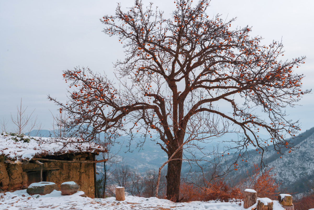 娘娘寨下冻梨树
