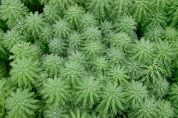 春雨淅沥花草萌动