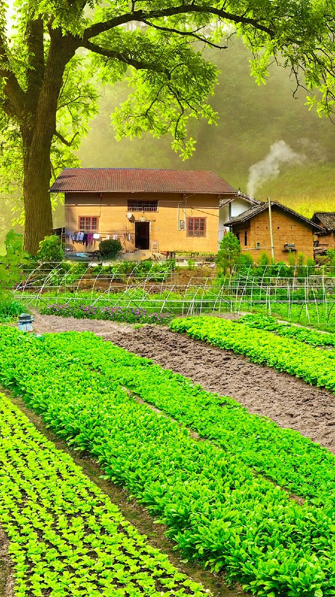 田园美景袅袅炊烟人间烟火气