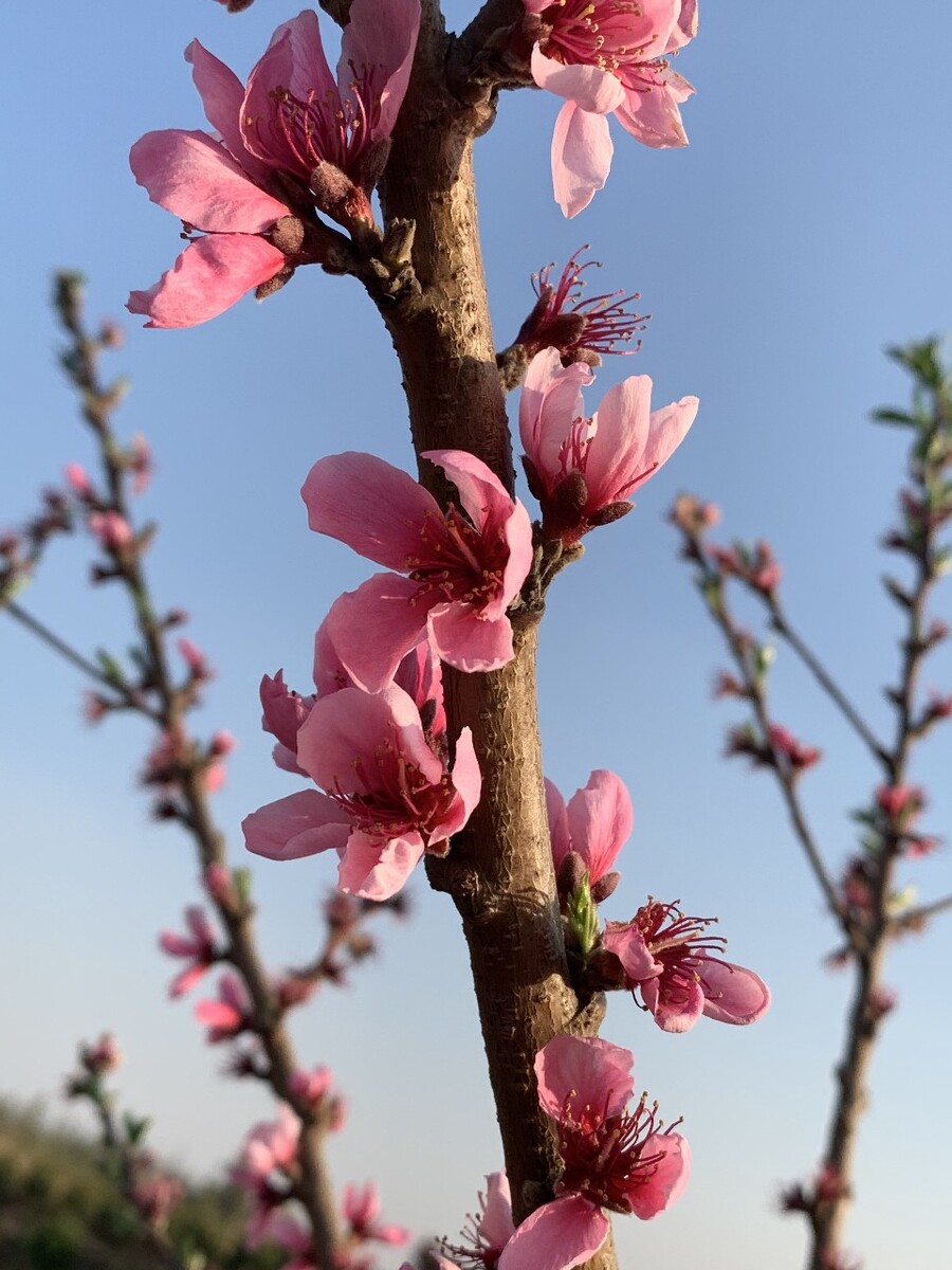 春如桃花