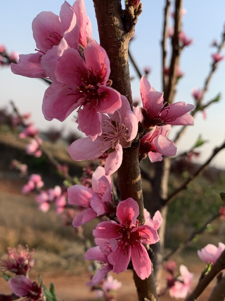 桃花满园