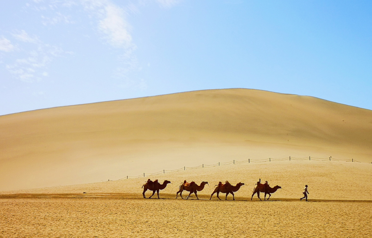 敦煌鸣沙山骆驼