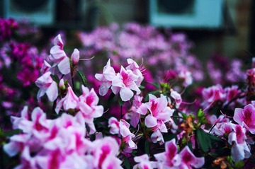 _DSC0009.jpg