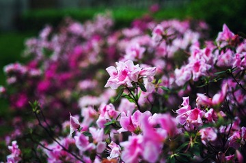 _DSC0011.jpg