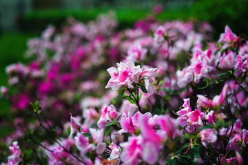 _DSC0012.jpg