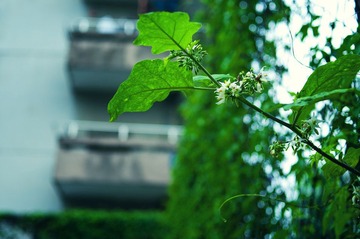 _DSC0029.jpg