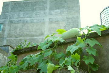 _DSC0009.jpg