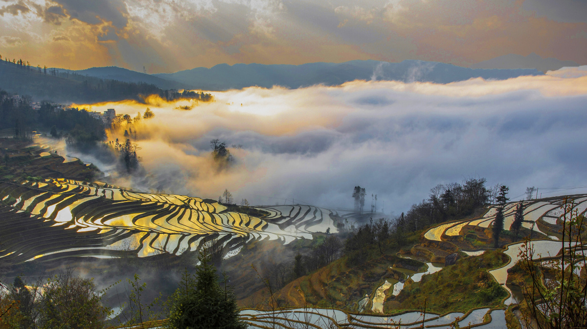 元阳梯田,夕阳下雾海梯田,晚霞,雾海,梯田,山脊