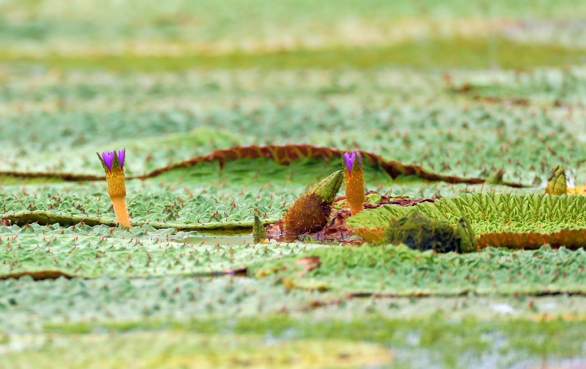 芡实花-- 睡莲科植物- - 花家地甲一号老李 - 图虫