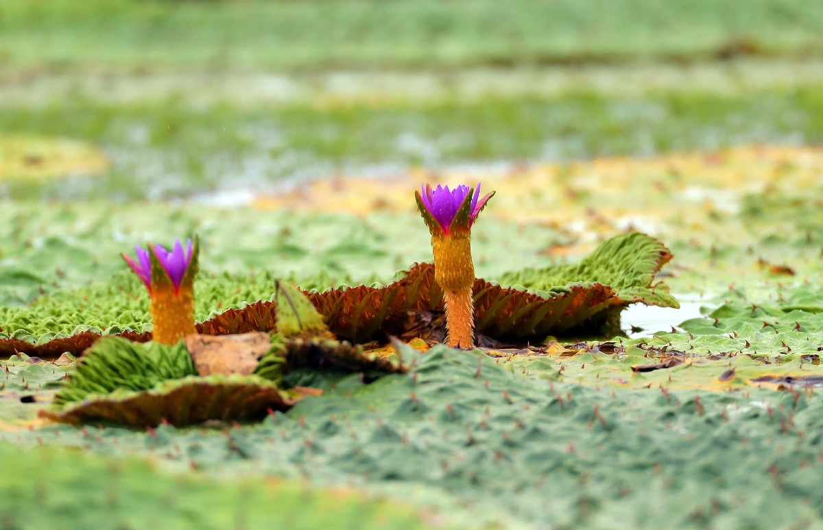 芡实花-- 睡莲科植物- - 花家地甲一号老李 - 图虫