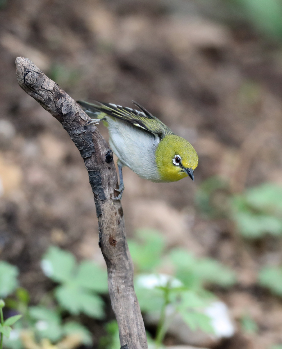 一只绿颜色的小鸟