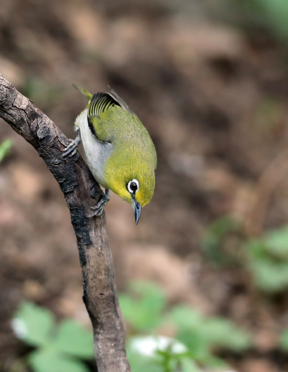 一只绿颜色的小鸟