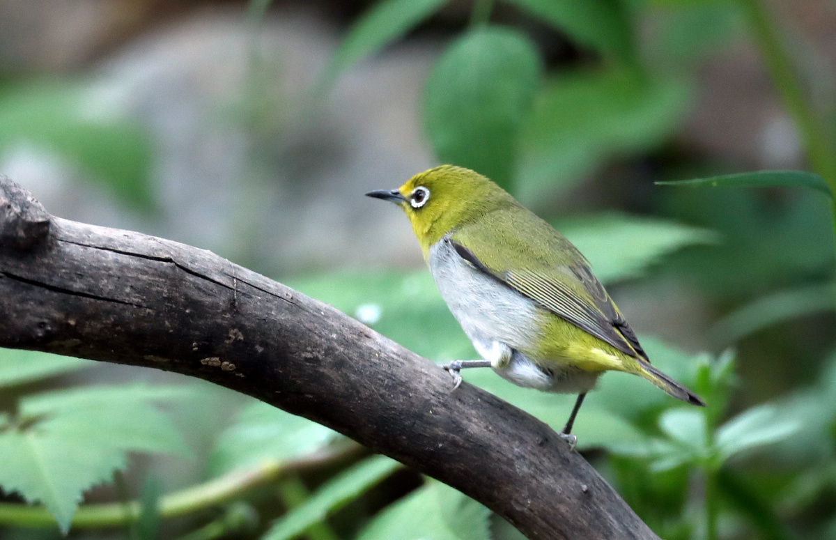 一只绿颜色的小鸟