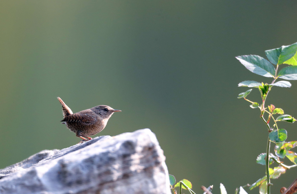 调皮的小鸟鹪鹩
